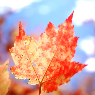 Illustration for article titled Shooting Challenge Fall Leaves Gallery 1